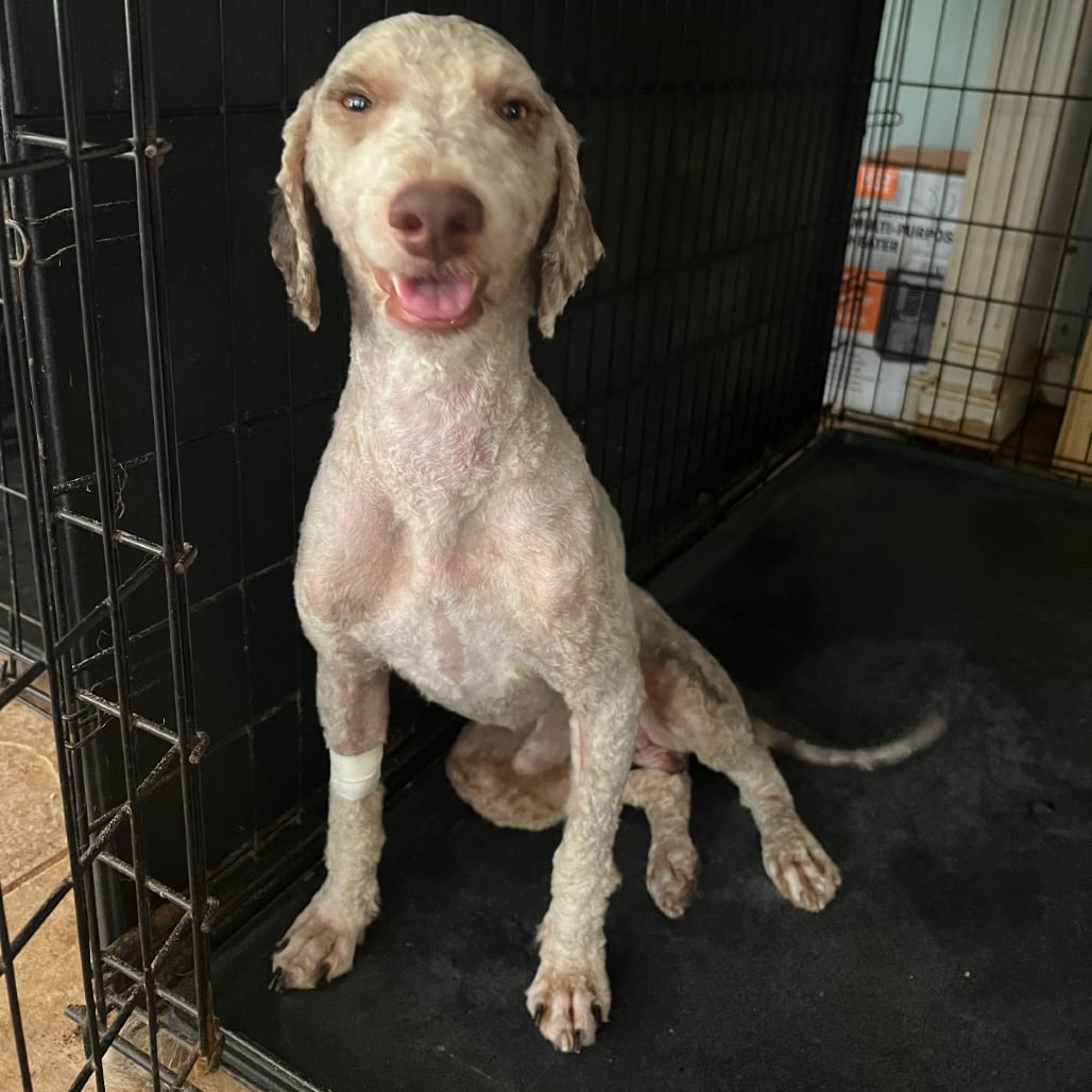 Photo of Ashton, adoptable Poodle in Fairfax Station, Virginia