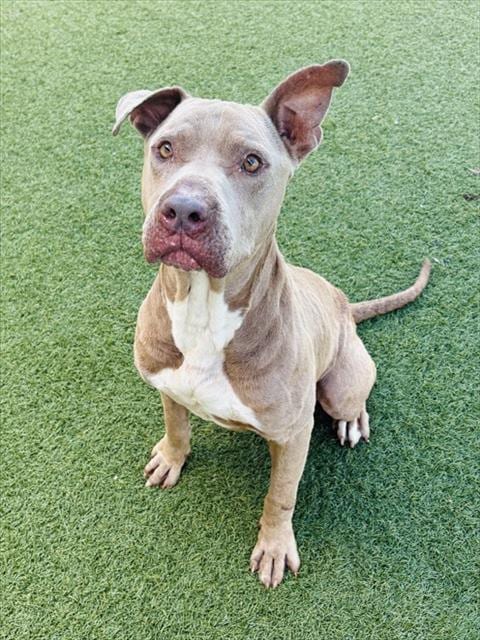 Photo of Zeus, adoptable Pit Bull Terrier in Dallas, Texas