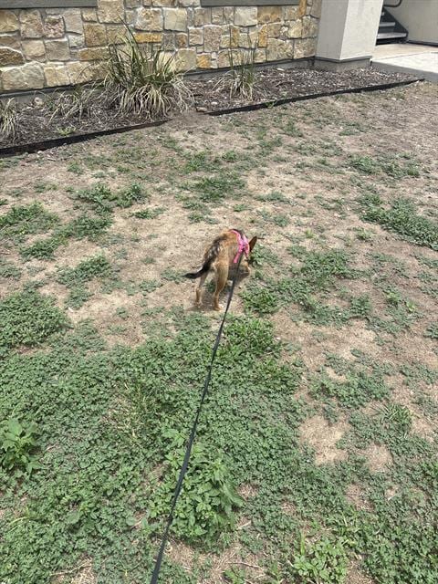 Photo of Aliya, adoptable Chihuahua in San Antonio, Texas