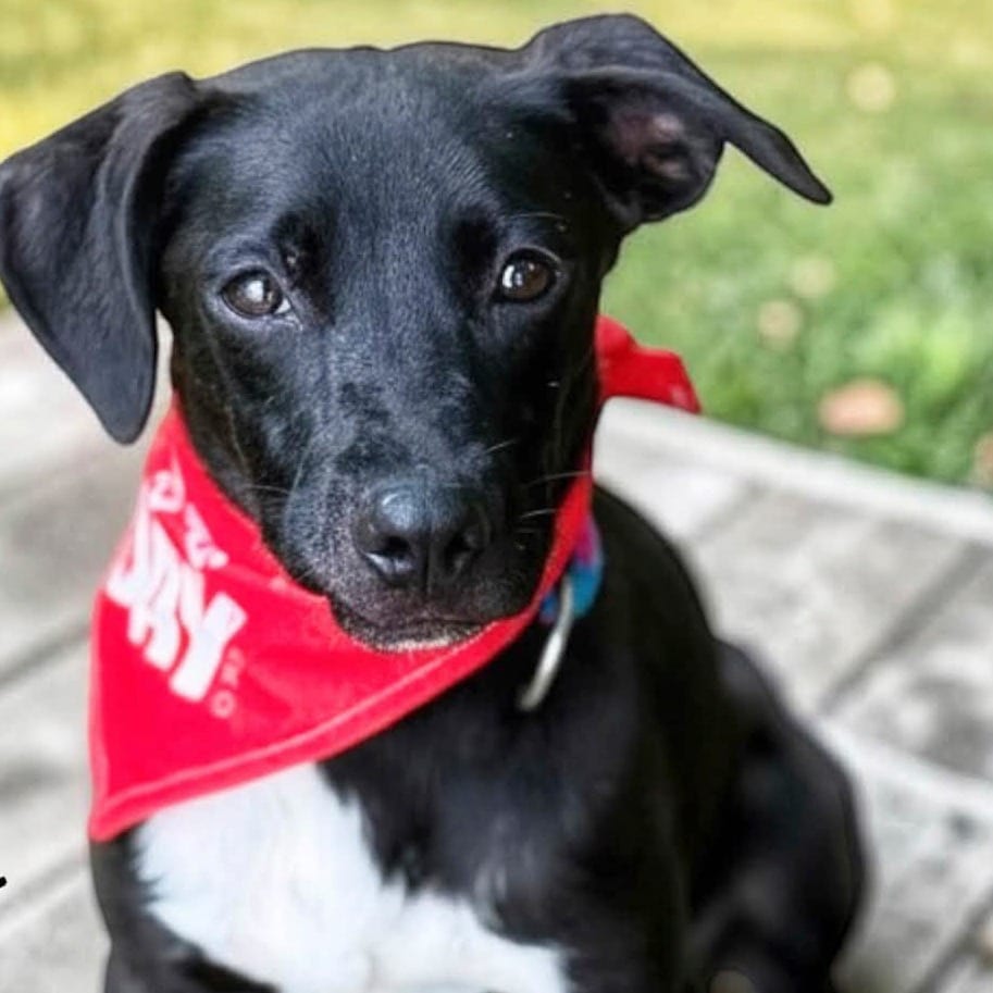 Photo of Dart, adoptable Terrier / Retriever, Labrador in Boonville, Missouri