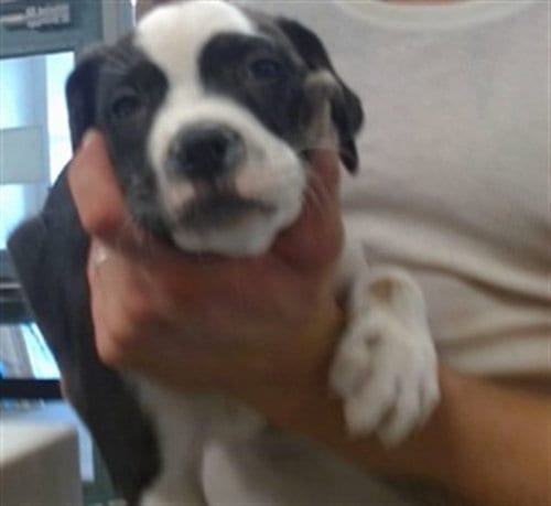 Photo of A480156, adoptable Pit Bull Terrier in Oklahoma City, Oklahoma