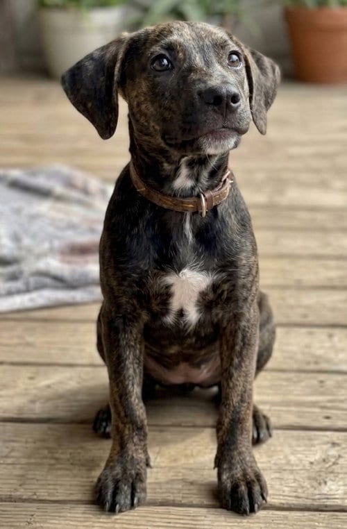 Photo of Addie, adoptable Labrador Retriever in Grovertown, Indiana
