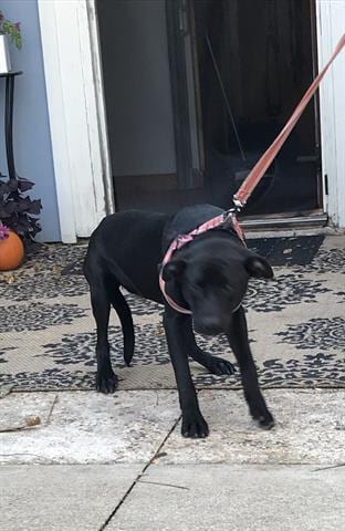 Photo of Jazz, adoptable American Staffordshire Terrier in Dallas, Texas