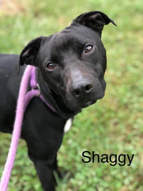 Photo of Shaggy, adoptable Terrier in Elkins, West Virginia