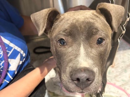 Photo of C-3Po, adoptable dog in Georgetown, Texas