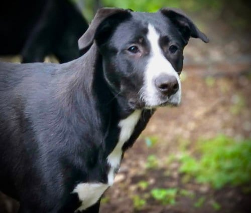Photo of Cupid, adoptable Unknown breed in Crandall, Georgia