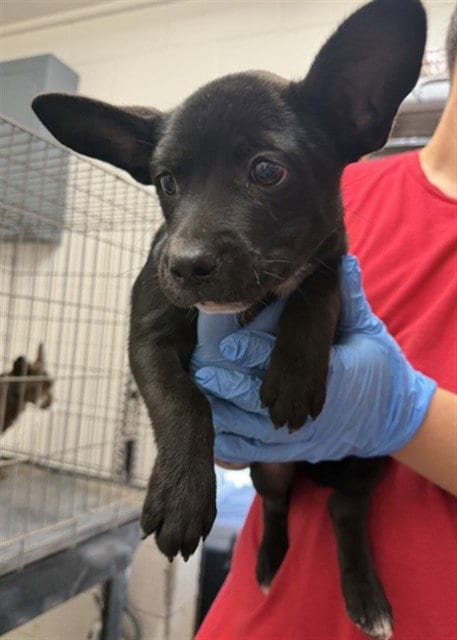 Photo of Joey, adoptable Cardigan Welsh Corgi in San Bernardino, California