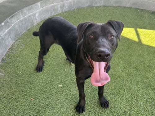 Photo of Blaire, adoptable Labrador Retriever in Van Nuys, California