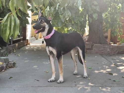Photo of Gidget, adoptable German Shepherd Dog in Modesto, California