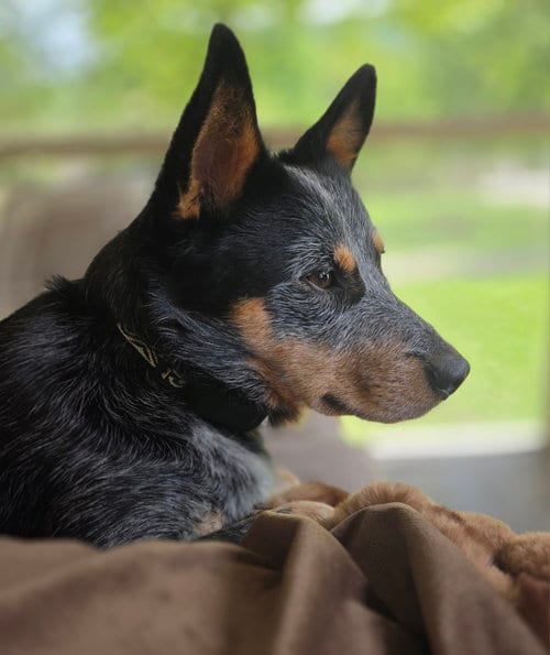Photo of Eddy, adoptable Australian Cattle Dog/Blue Heeler in Garden City, New York