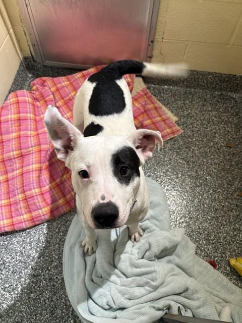 Photo of Captain Jack, adoptable Treeing Walker Coonhound in Brewster, Massachusetts