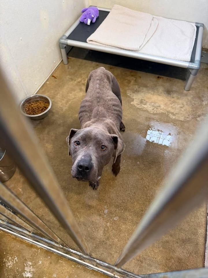Photo of Piper, adoptable Pit Bull Terrier in Greensburg, Indiana