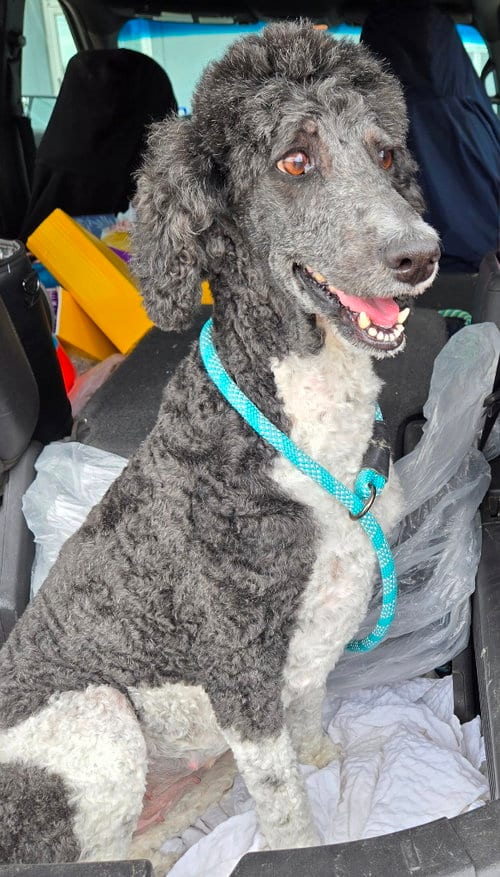 Photo of Amanda, adoptable Poodle (Standard) in San Antonio, Texas