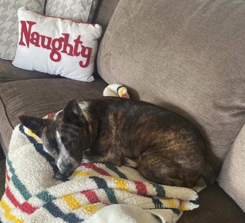Photo of Ahsoka, adoptable Boston Terrier in Incline Village, Nevada