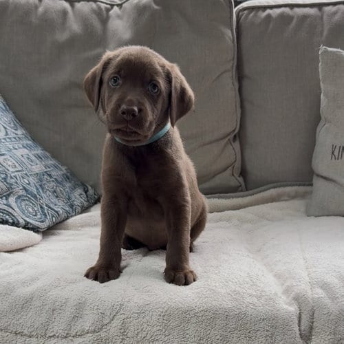 Photo of Princess Pup Maui, adoptable Labrador Retriever in Chantilly, Virginia