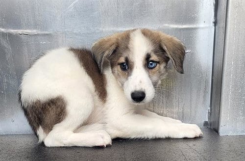 Photo of Morticia, adoptable Australian Shepherd in San Antonio, Texas