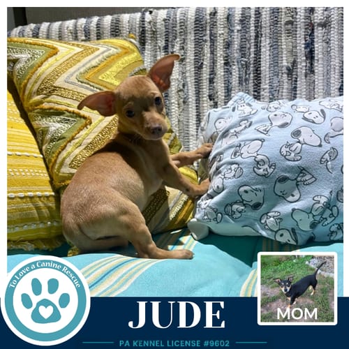 Photo of Jude (Scooters Skittles) 100326, adoptable Chihuahua in Kimberton, Pennsylvania
