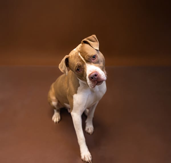 Photo of Pancho, adoptable Pit Bull cross in Lawrenceville, Georgia