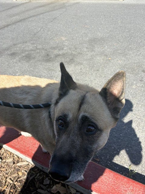 Photo of Luna, adoptable German Shepherd Dog in San Jose, California