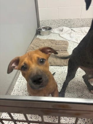 Photo of Daphne, adoptable dog in Atlanta, Georgia