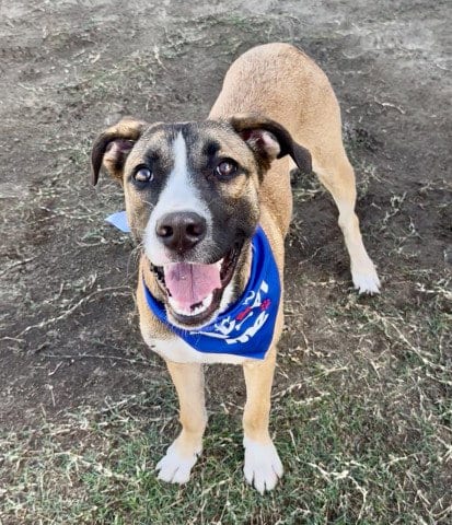 Photo of Pancake, adoptable German Shepherd Dog in Bakersfield, California