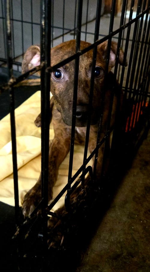 Photo of SJ, adoptable Unknown breed (short coat) in Jackson, Mississippi