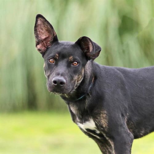 Photo of Chelwood, adoptable German Shepherd Dog in Albuquerque, New Mexico