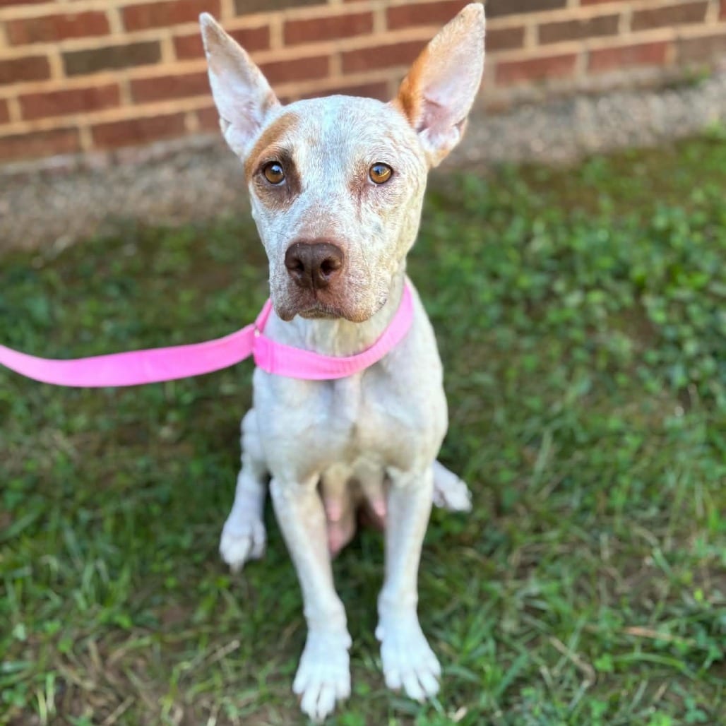 Photo of Kimberly, adoptable Cattle Dog, Australian (Red Heeler) / Mix in Fairfax Station, Virginia