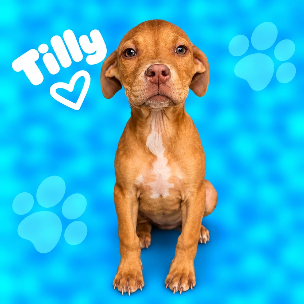 Photo of Tilly, adoptable dog