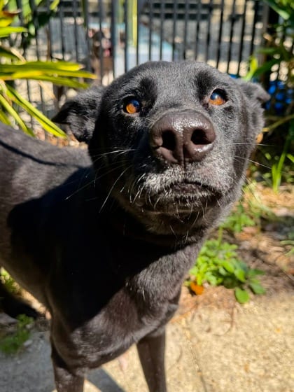 Photo of Evander, adoptable Retriever in New Orleans, Louisiana