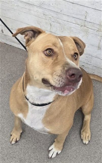 Photo of Bella, adoptable Pit Bull Terrier in San Bernardino, California