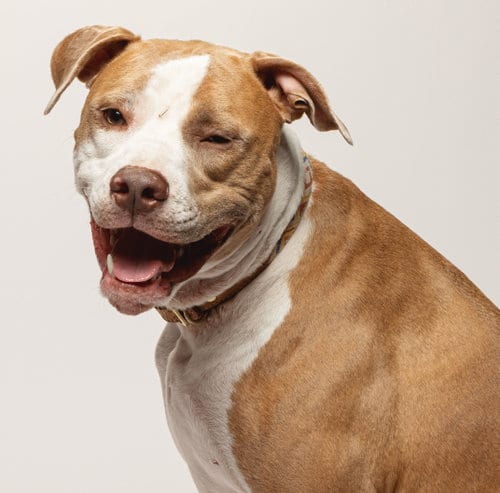 Photo of Cece, adoptable Pit Bull Terrier in Pflugerville, Texas