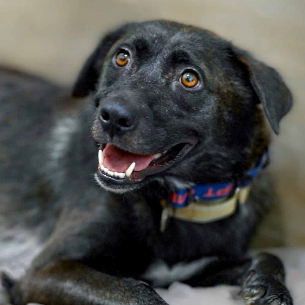 Photo of Mama Bear, adoptable Mixed Breed (Medium) in Chapel Hill, North Carolina