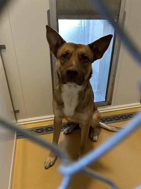 Photo of Hunter, adoptable German Shepherd Dog in Casper, Wyoming
