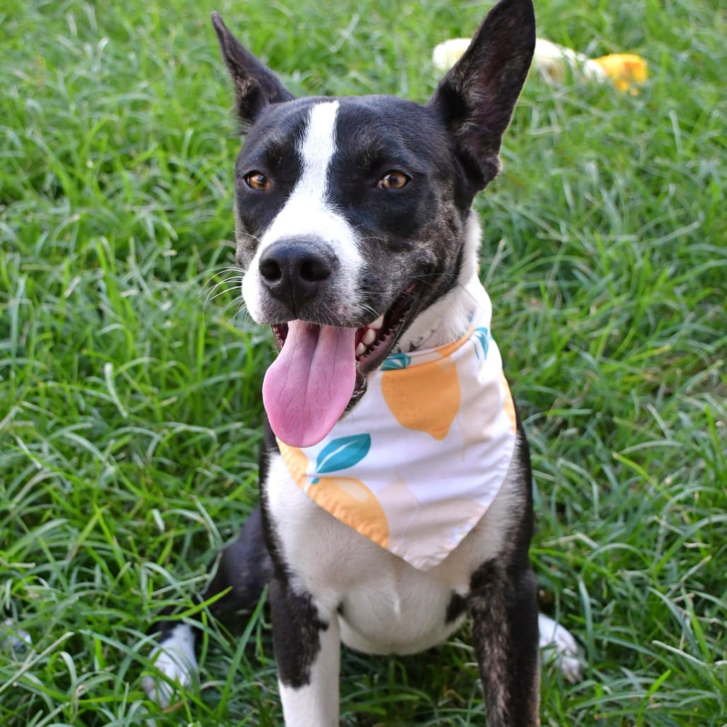 Photo of Sapphire, adoptable Husky / Shepherd, German in Beaumont, Texas