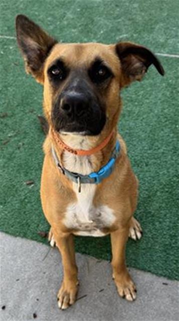 Photo of Tanner, adoptable German Shepherd Dog in Stockton, California