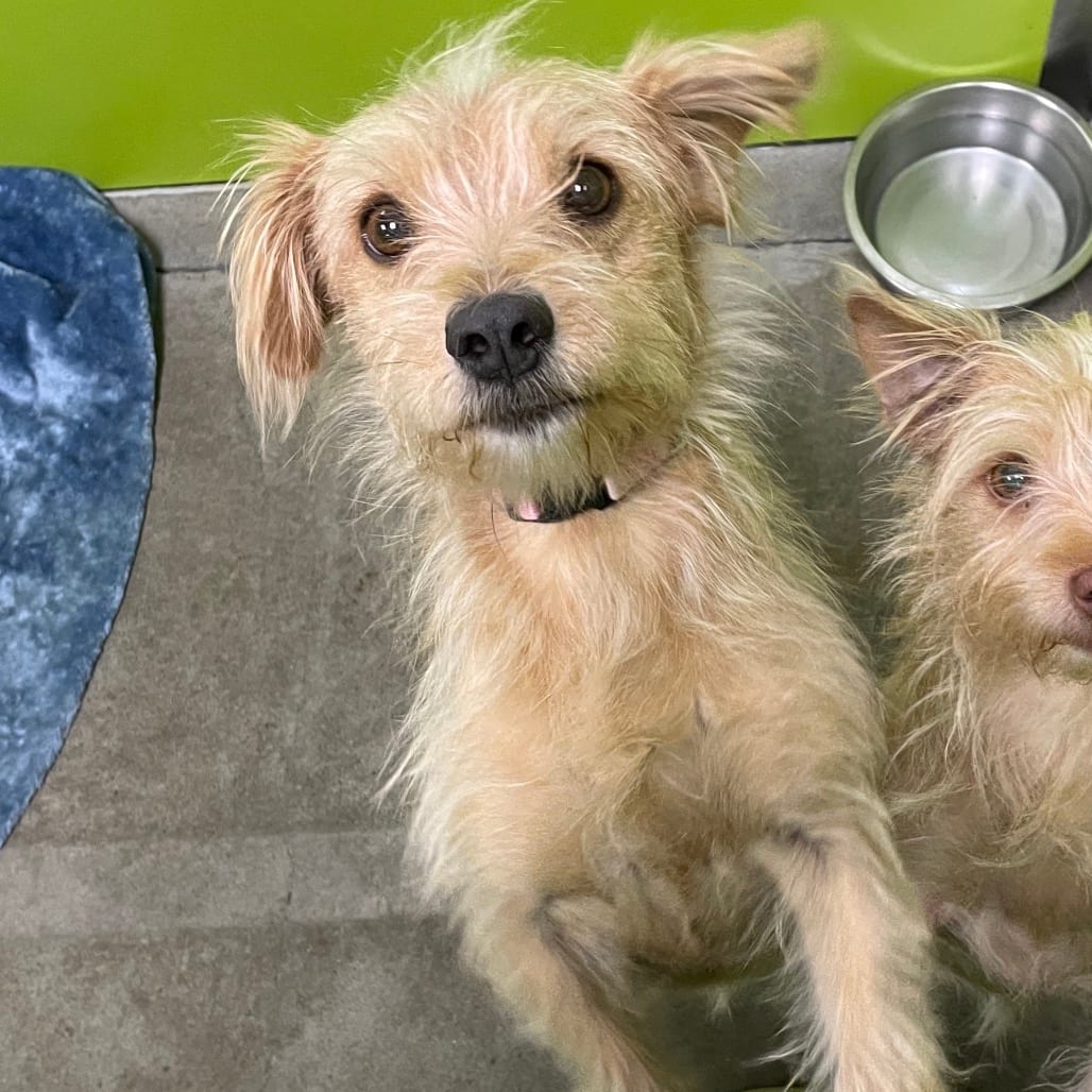 Photo of Mocha, adoptable Terrier / Chihuahua in Spokane, Washington
