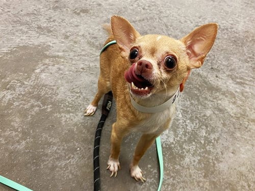 Photo of Dior, adoptable Chihuahua in Phoenix, Arizona