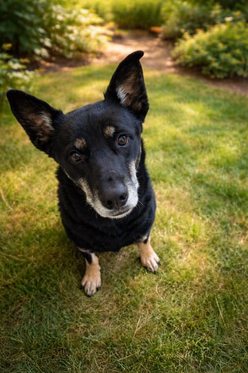 Photo of Jet, adoptable German Shepherd Dog in Ft. Thomas, Kentucky