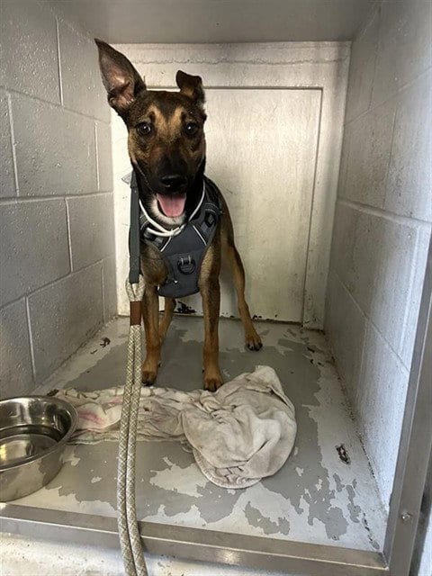 Photo of Tackleberry, adoptable Belgian Shepherd Malinois in Sacramento, California