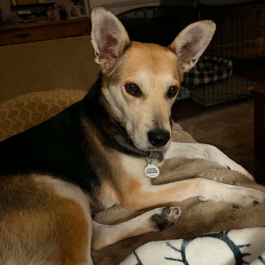 Photo of Kitty Hawk, adoptable Corgi, Cardigan Welsh / Shepherd in Raleigh area, North Carolina