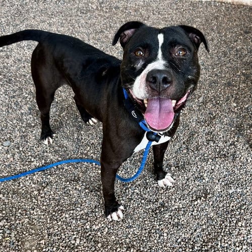 Photo of Lucario, adoptable American Pit Bull Terrier in Mesa, Arizona