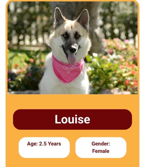 Photo of Louise and Thelma Contact Sylva, adoptable German Shepherd Dog in Marina Del Rey, California