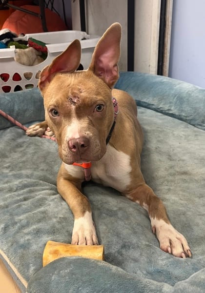 Photo of Ozella, adoptable dog in Chamblee, Georgia