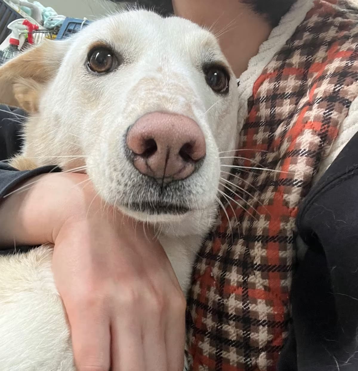 Photo of Liam, adoptable Jindo/Mixed Breed (Medium) in Washington, District of Columbia
