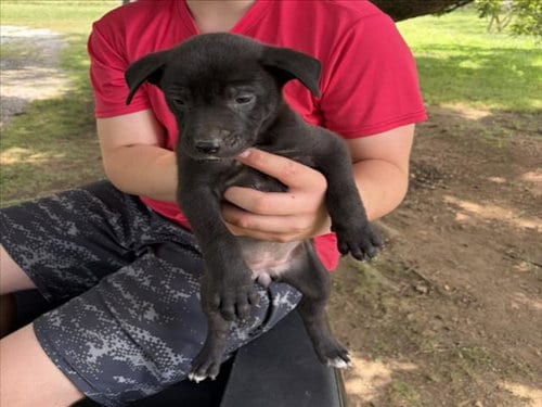 Photo of Schuyler, adoptable Pit Bull Terrier in Chapel Hill, North Carolina