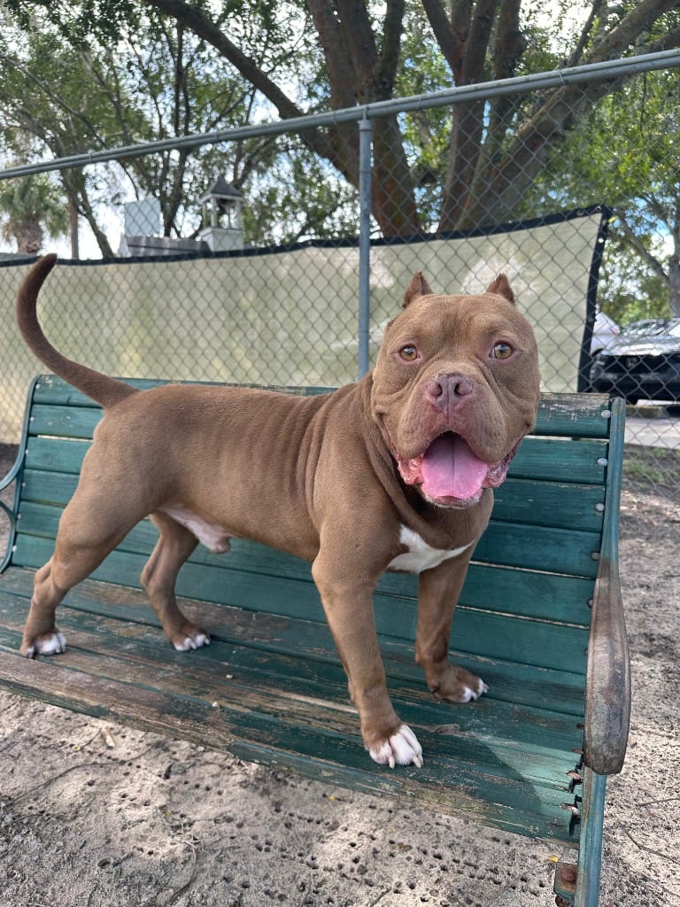 Photo of Googan, adoptable Mixed Breed in Ocala, Florida