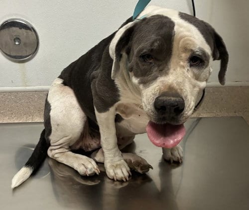 Photo of Almond, adoptable Pit Bull Terrier in Bakersfield, California