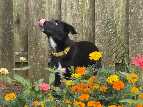 Photo of Skunk, adoptable Border Collie in Oakhurst, New Jersey