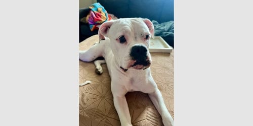 Photo of Tuna II, adoptable Boxer in Austin, Texas